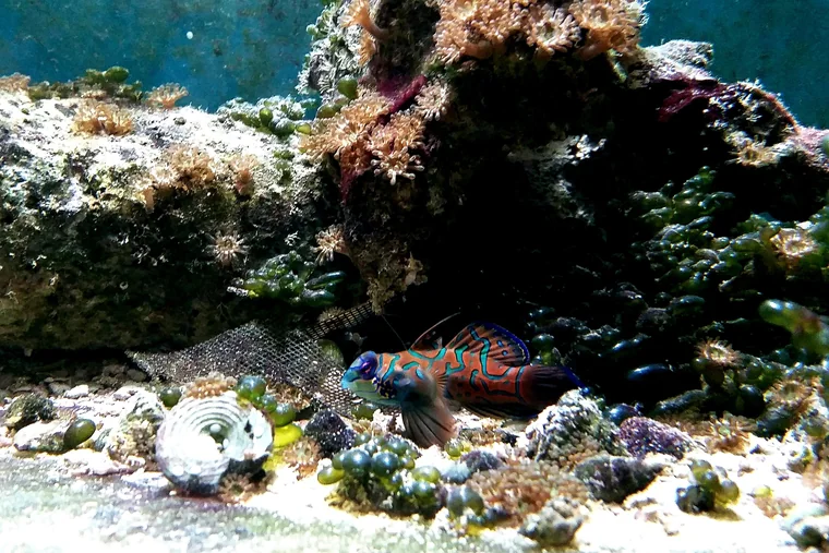 A saltwater aquarium with live rock, corals and a small brightly patterned fish.