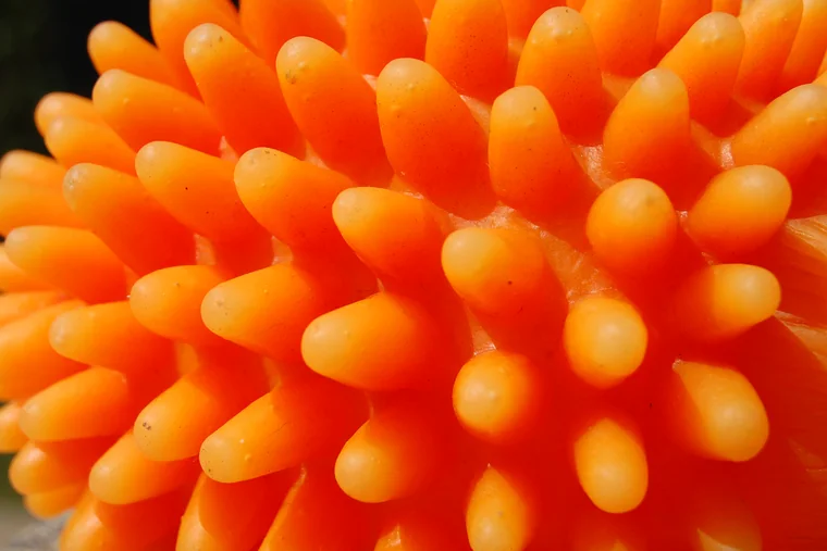 A close view of the orange rubber nubs on a dog's chew toy.
