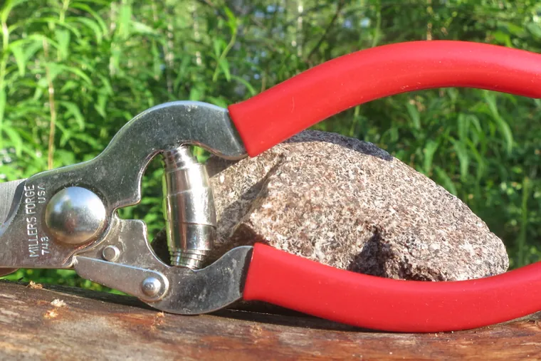Scissor-style pet nail clippers with red handles on a wooden surface.