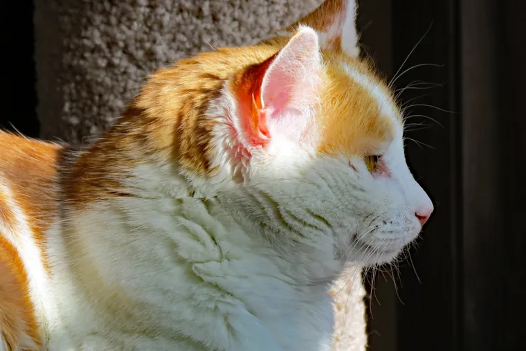 A ginger and white cat in profile beside a stone wall.