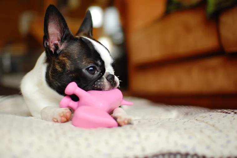 A Boston terrier lying on a blanket holding a pink rubber toy.
