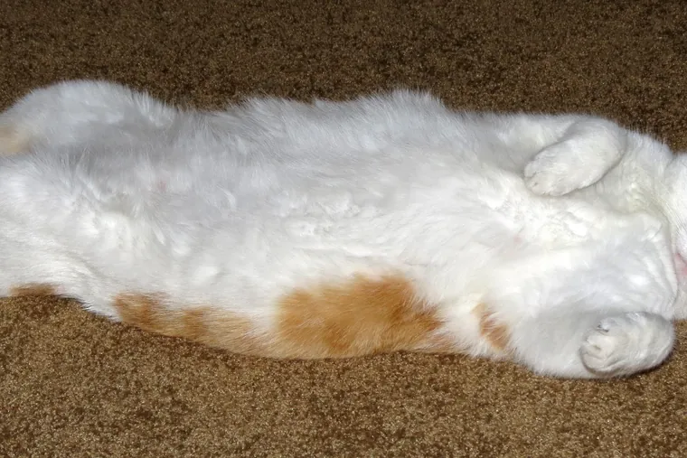 A white and ginger cat stretched out on a carpet.