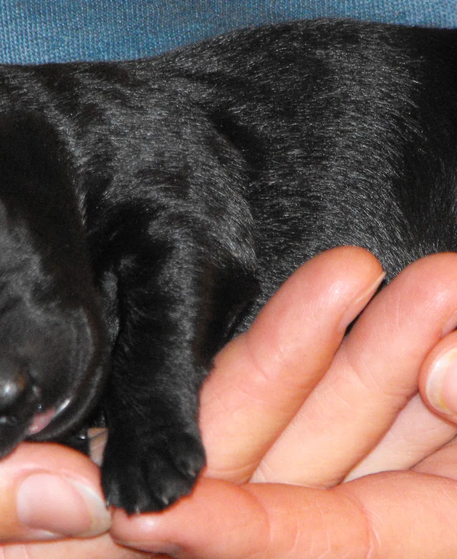 Close crop of a dark puppy supported in two hands