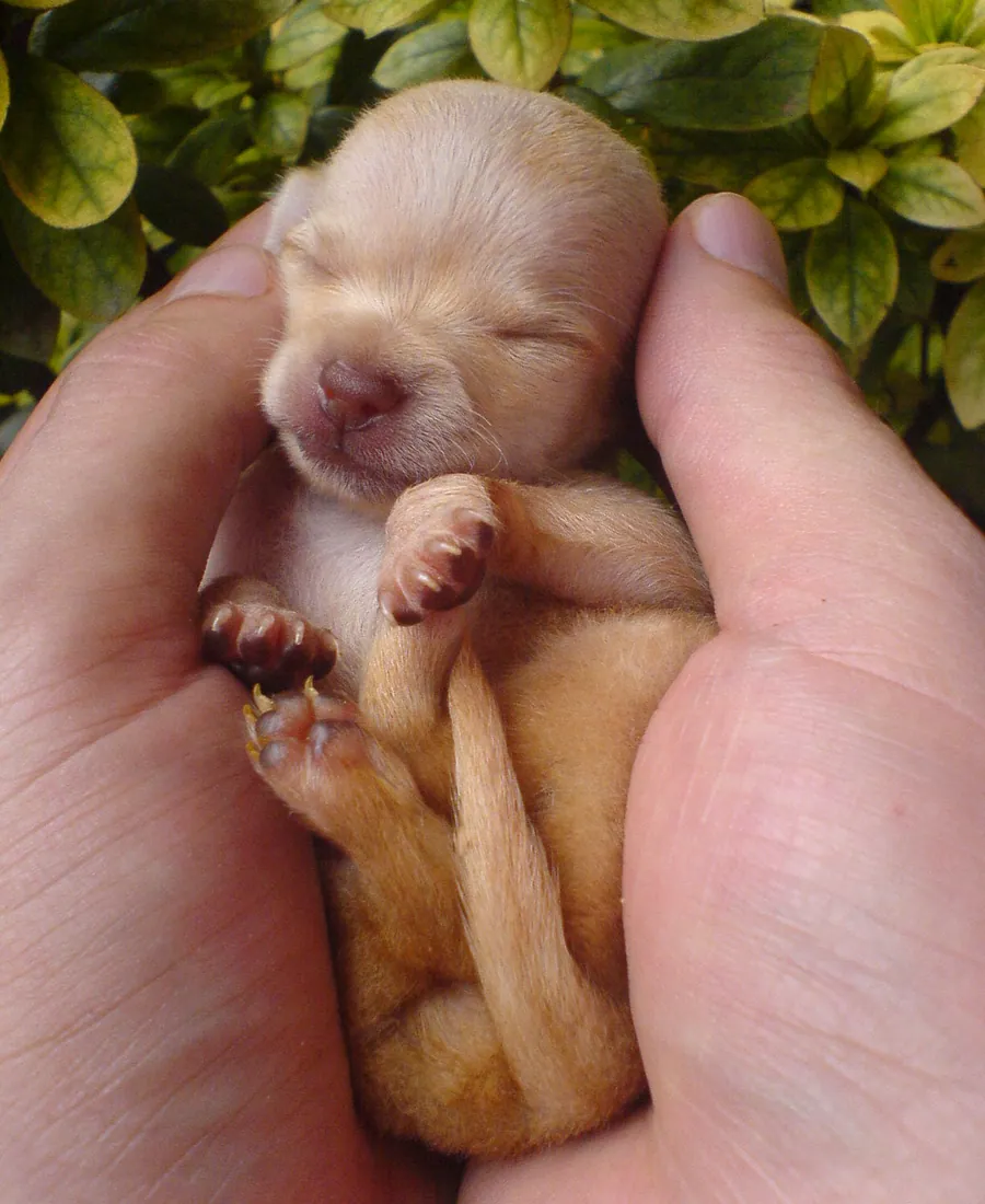Close crop of a small puppy resting in cupped hands