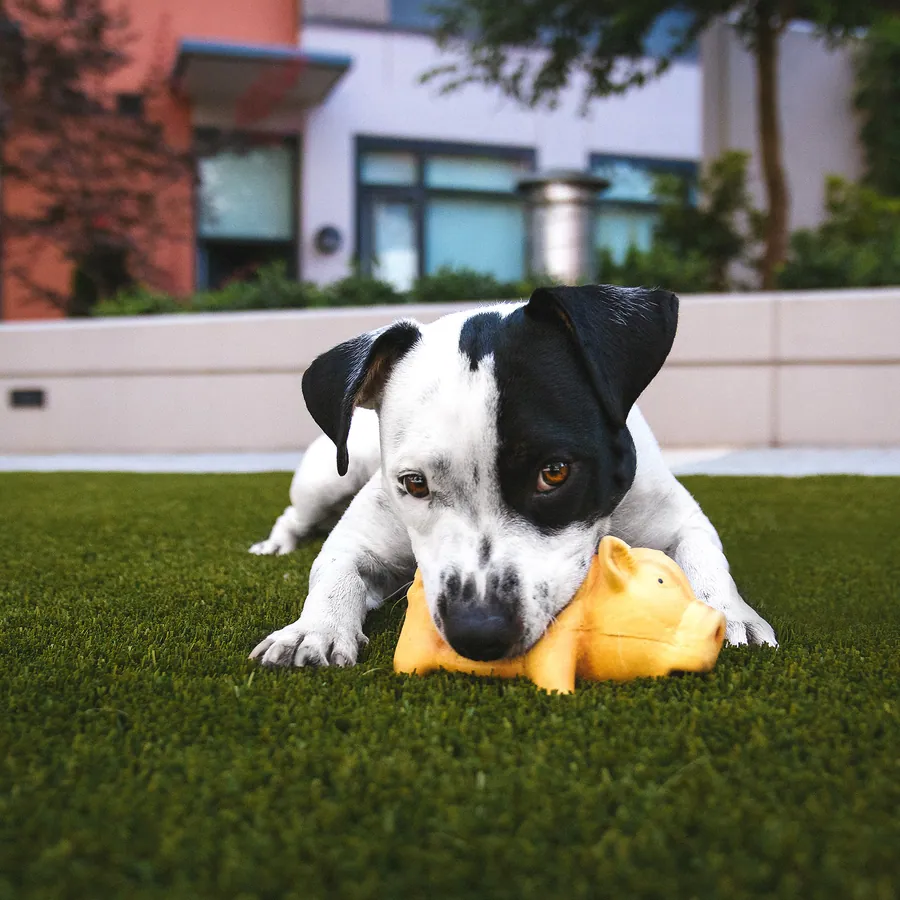 Puppy lying on the grass with a chew toy