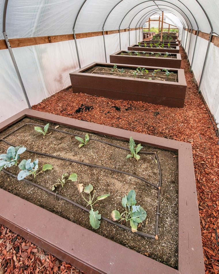 Rows of wooden raised beds inside a plastic hoop house, planted with young brassicas and separated by paths of red bark mulch.