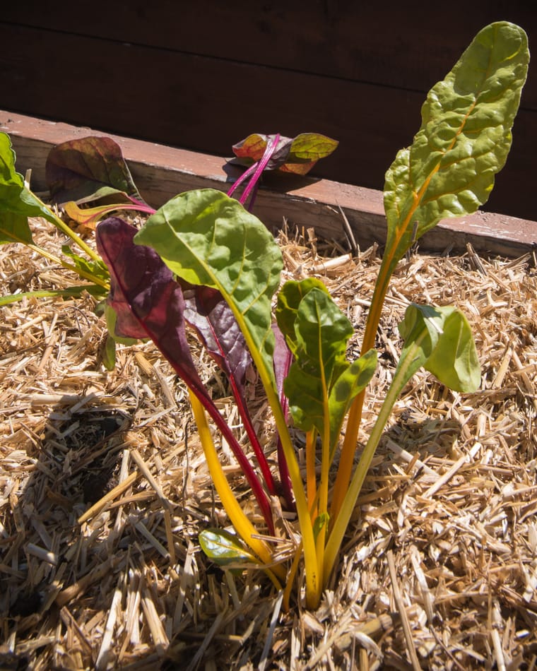A young rainbow chard plant with red and yellow stems growing up through straw mulch beside a wooden bed edge.