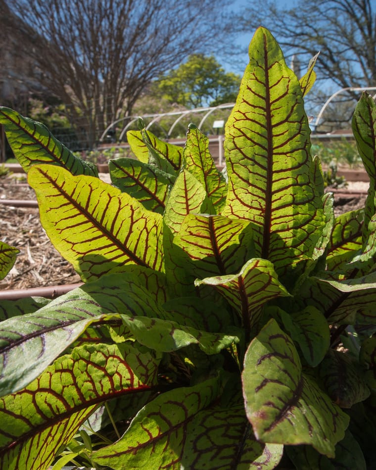 A close view of red-veined sorrel, its green leaves marked with dark red veins, growing in a planted bed.