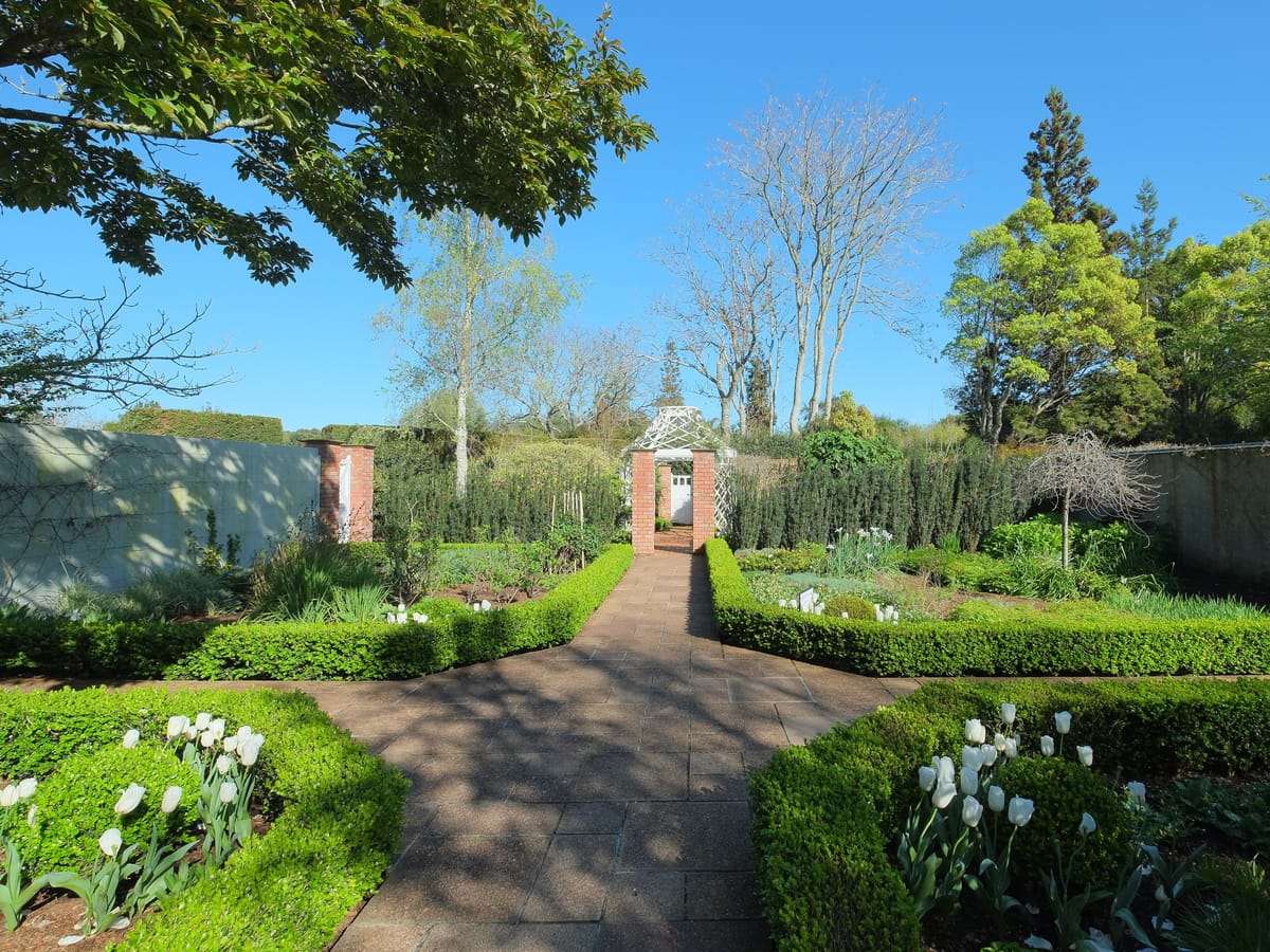 A walled garden in spring, with clipped box hedges around beds of white tulips, a brick path between them and a gate in the far wall under a blue sky.