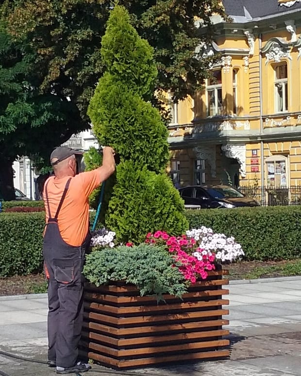 A gardener in an orange shirt and work overalls trimming a tall clipped conifer beside a planter of flowers, seen from behind so no face is visible.