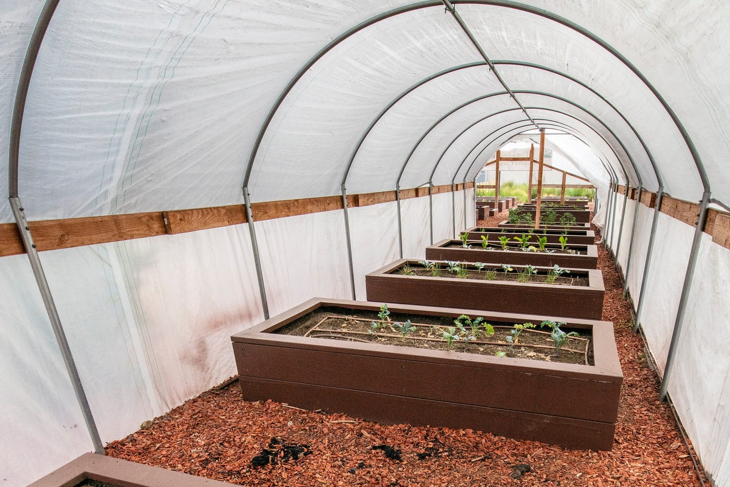 Timber raised beds running down the length of a polytunnel, planted out with bark paths between them.