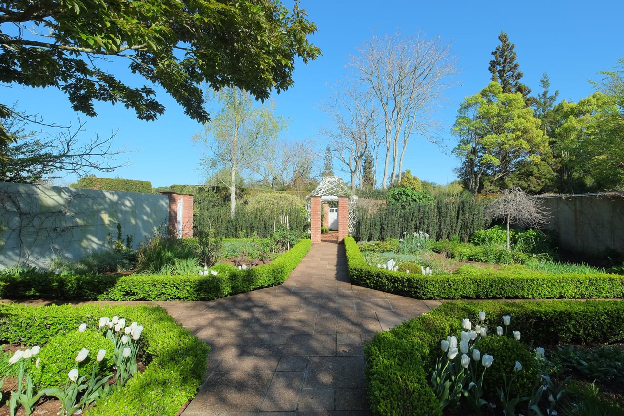 A walled garden in spring: clipped box hedging on both sides of a brick path that leads to a white timber arbour, with white tulips in the borders