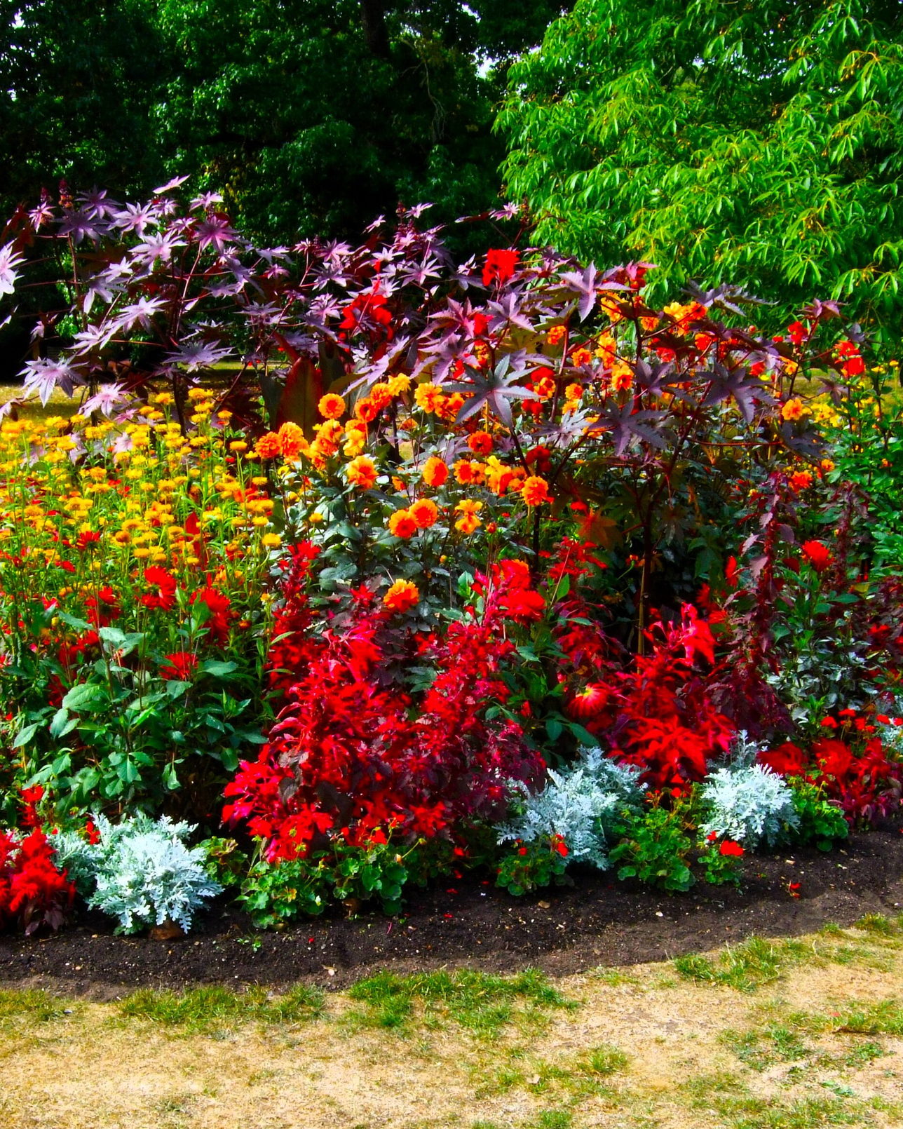 A dense summer bed in full colour, red salvias and orange dahlias set against dark foliage.