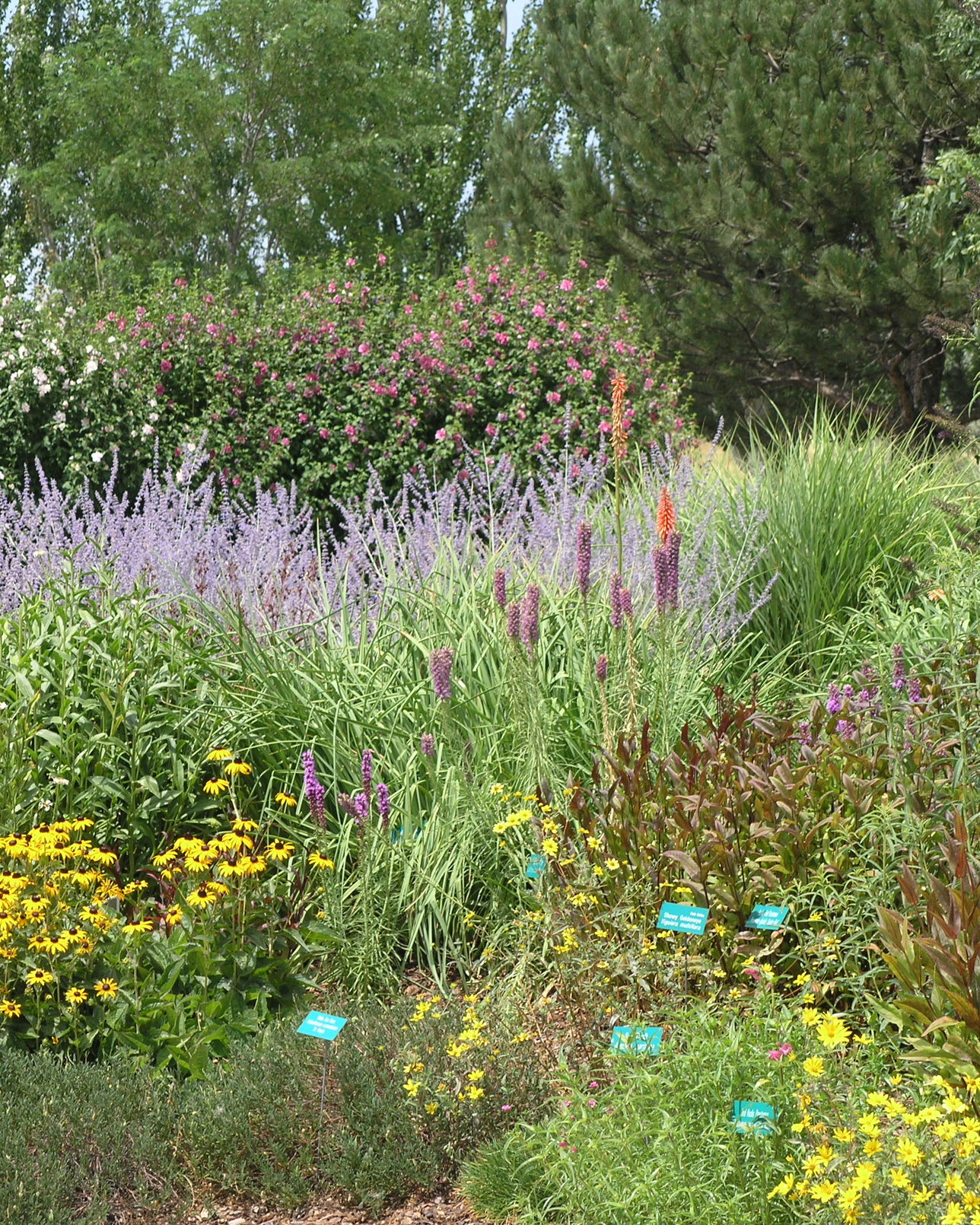 A deep perennial border in full flower, grasses and yellow daisies running back towards the trees.