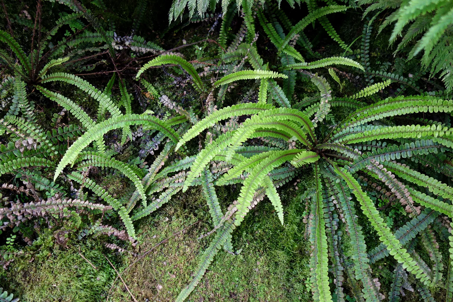 Established ferns filling a shaded border over moss and leaf litter