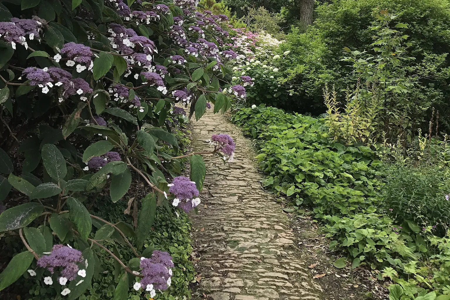 Natural stone paving running between hydrangeas and a planted border