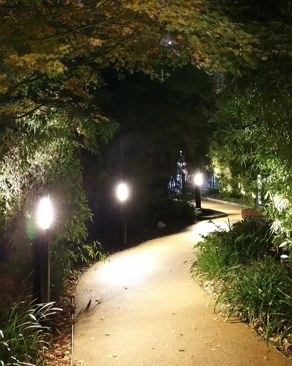 A vertical evening view of a lit path winding through planting.