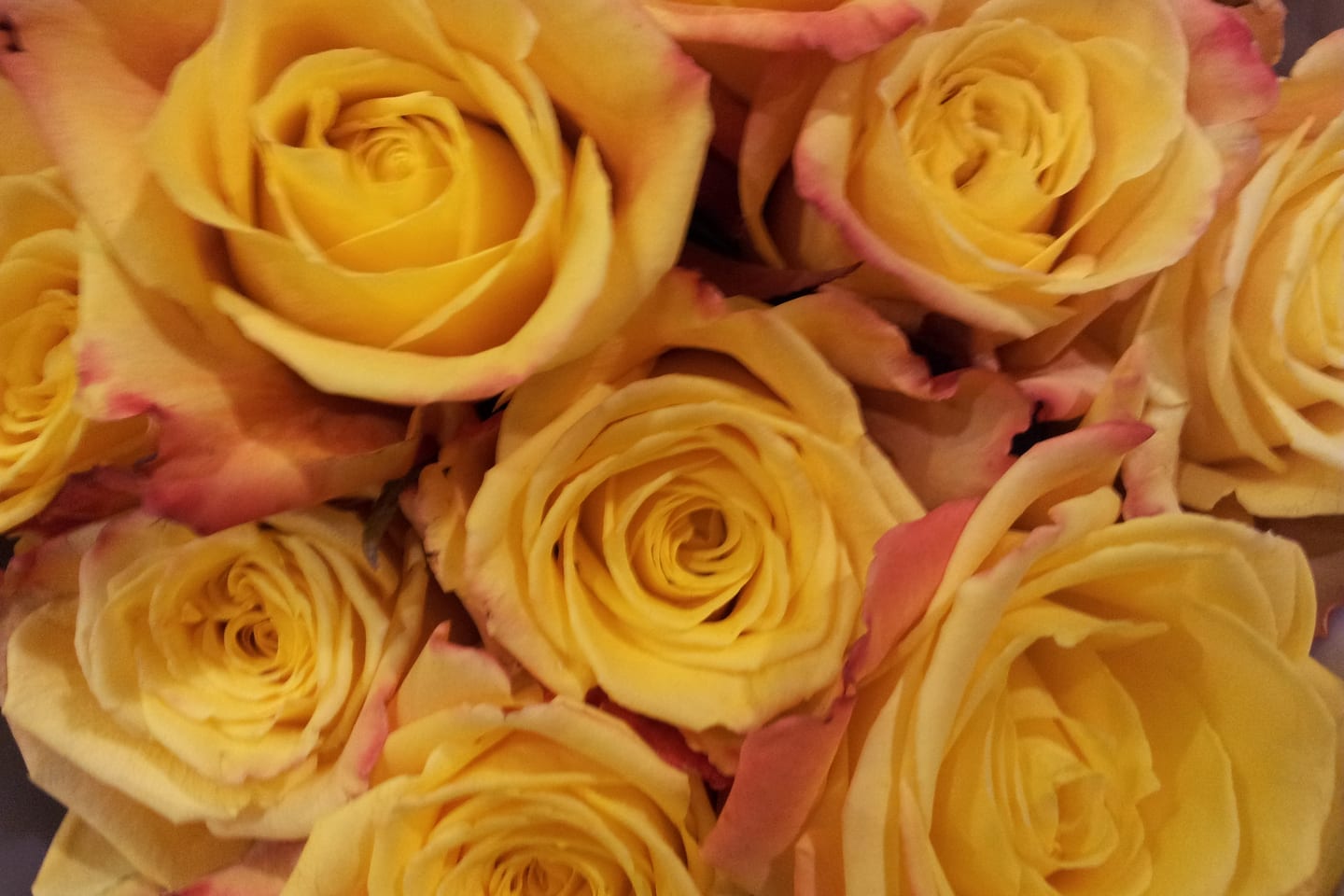 Yellow roses gathered closely together, seen from above.