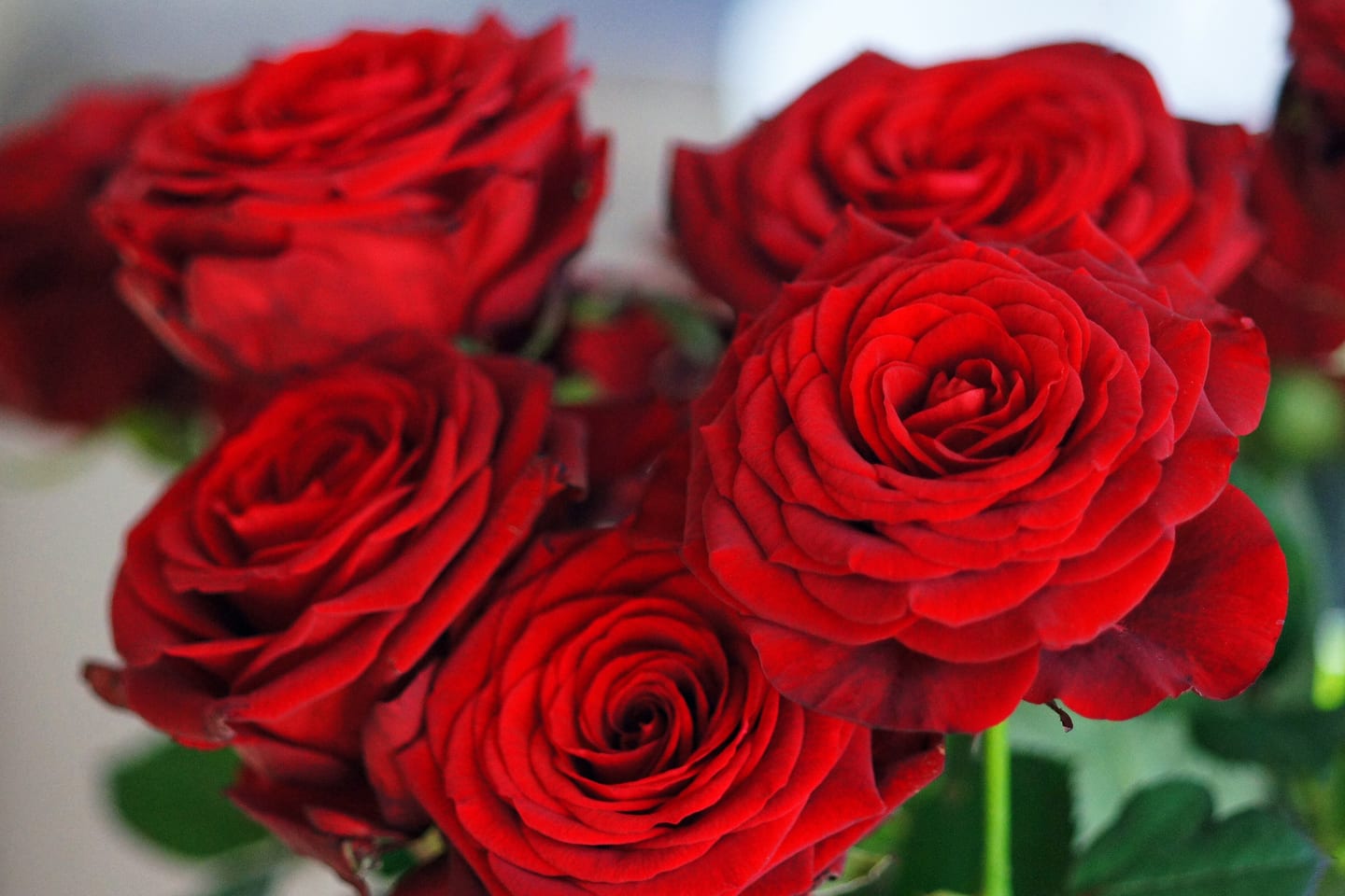 Red roses, some in bud and some half open, photographed close.