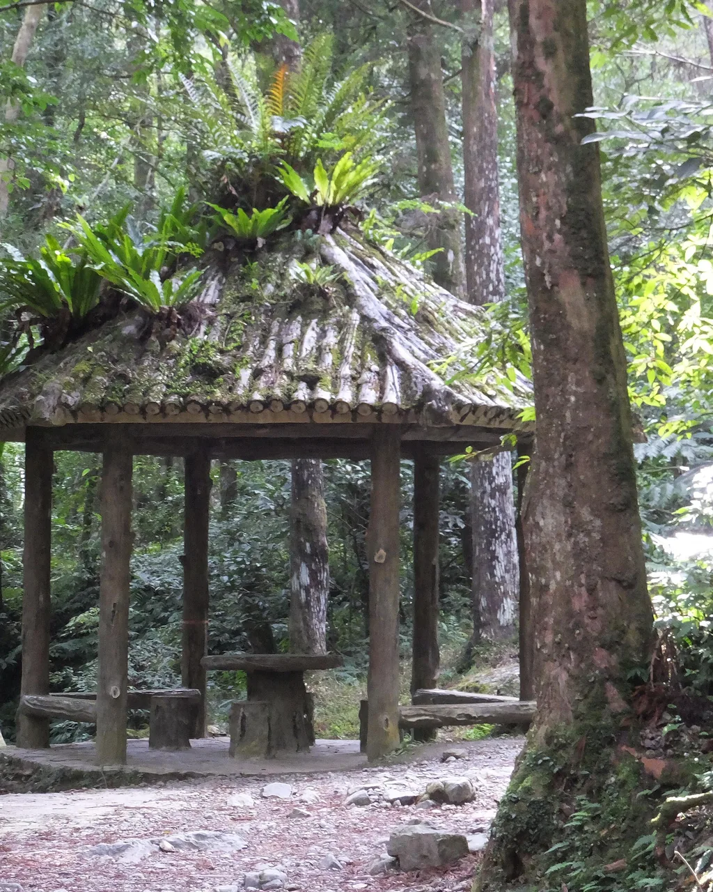 A vertical study of the shelter posts and woodland.