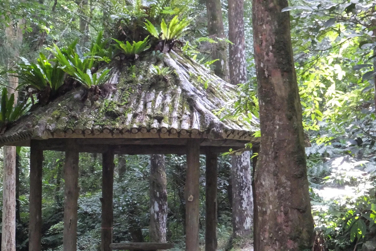 A timber forest shelter under a fern-covered log roof